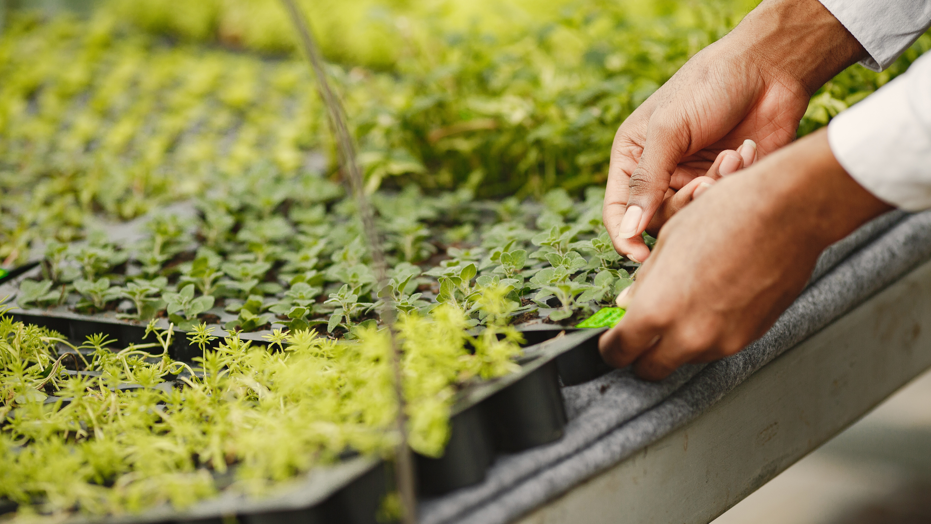 Himalayan herb seedlings and seasonal crop planning - Nesta Botanicals Contract Manufacturing - Estate grown herbs