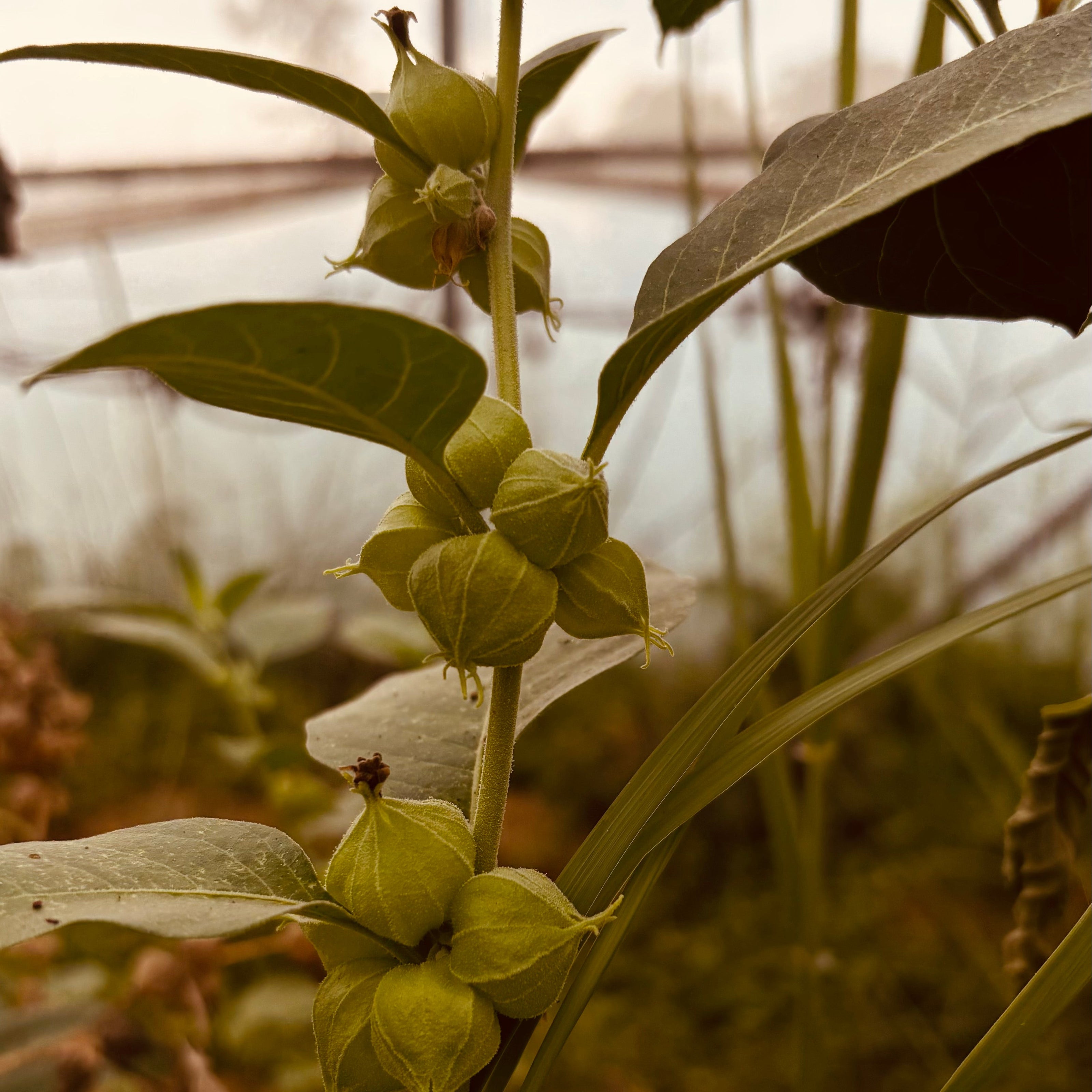 Ashwagandha extract natural