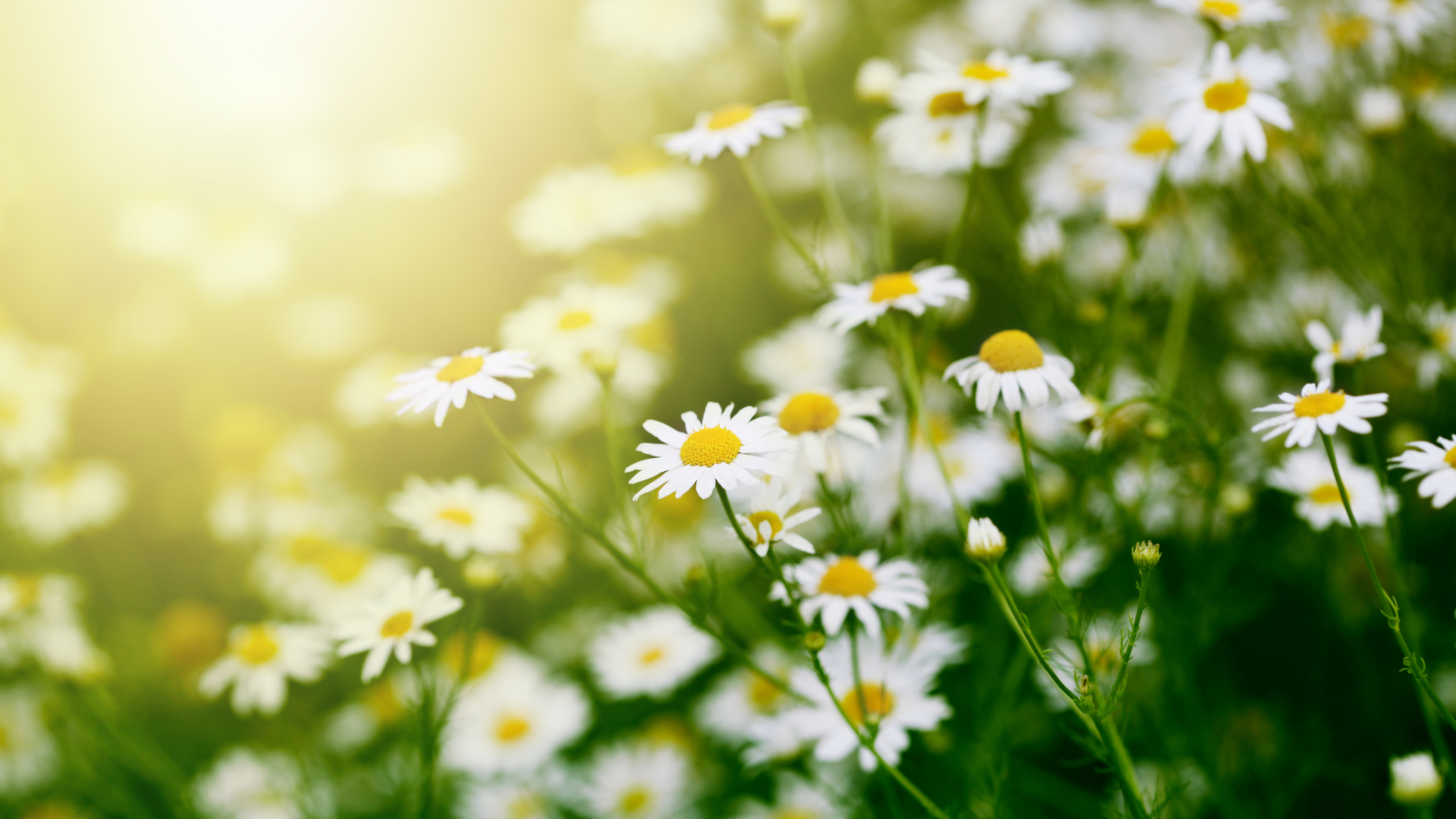 Shade-dried Himalayan botanicals bring prepared for extraction - Chamomile flowers - Nesta Botanicals