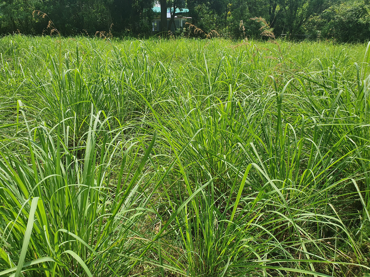 Nesta Botanicals Farms - Lemongrass sourcing