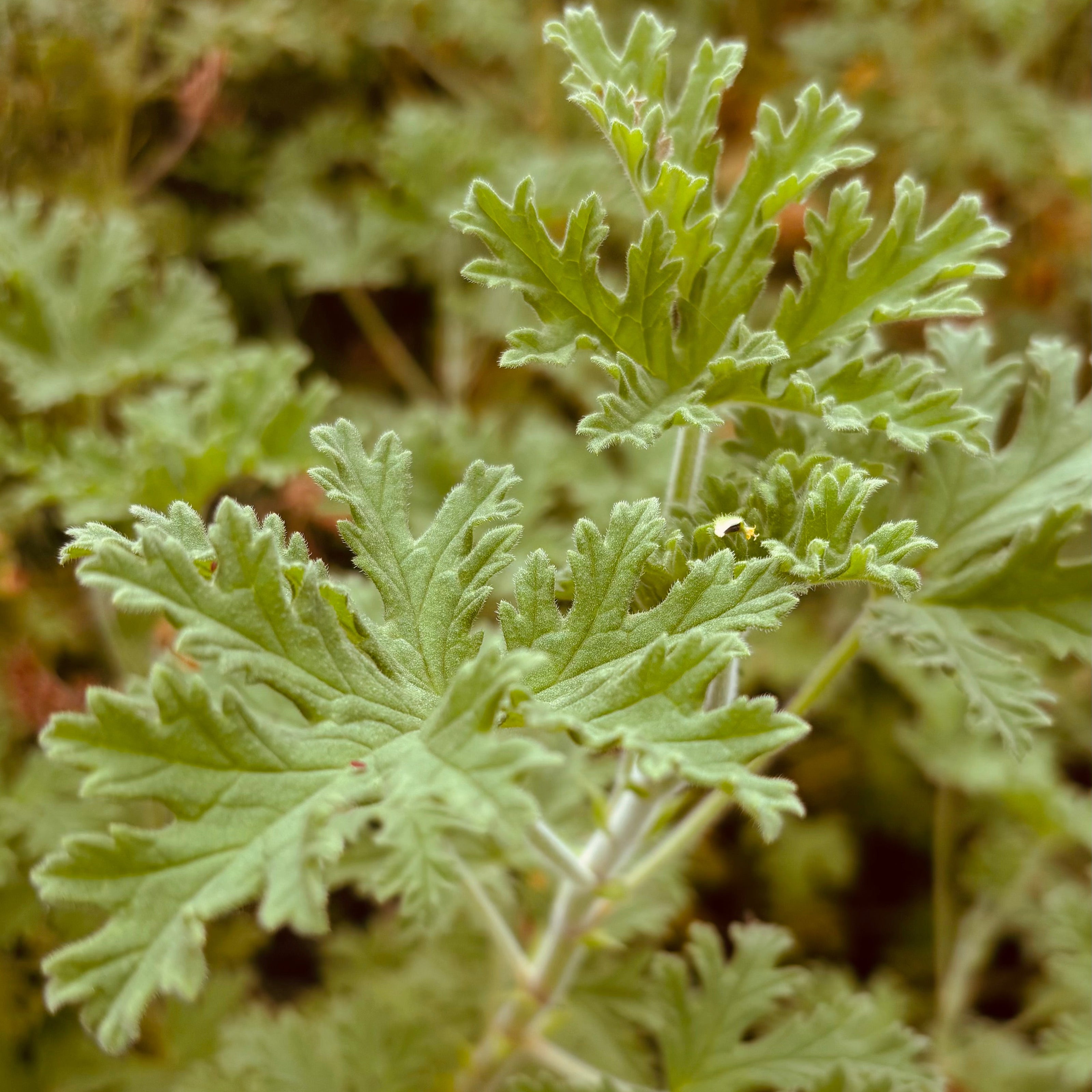 Nesta Botanicals Herbs and Plants - Farms