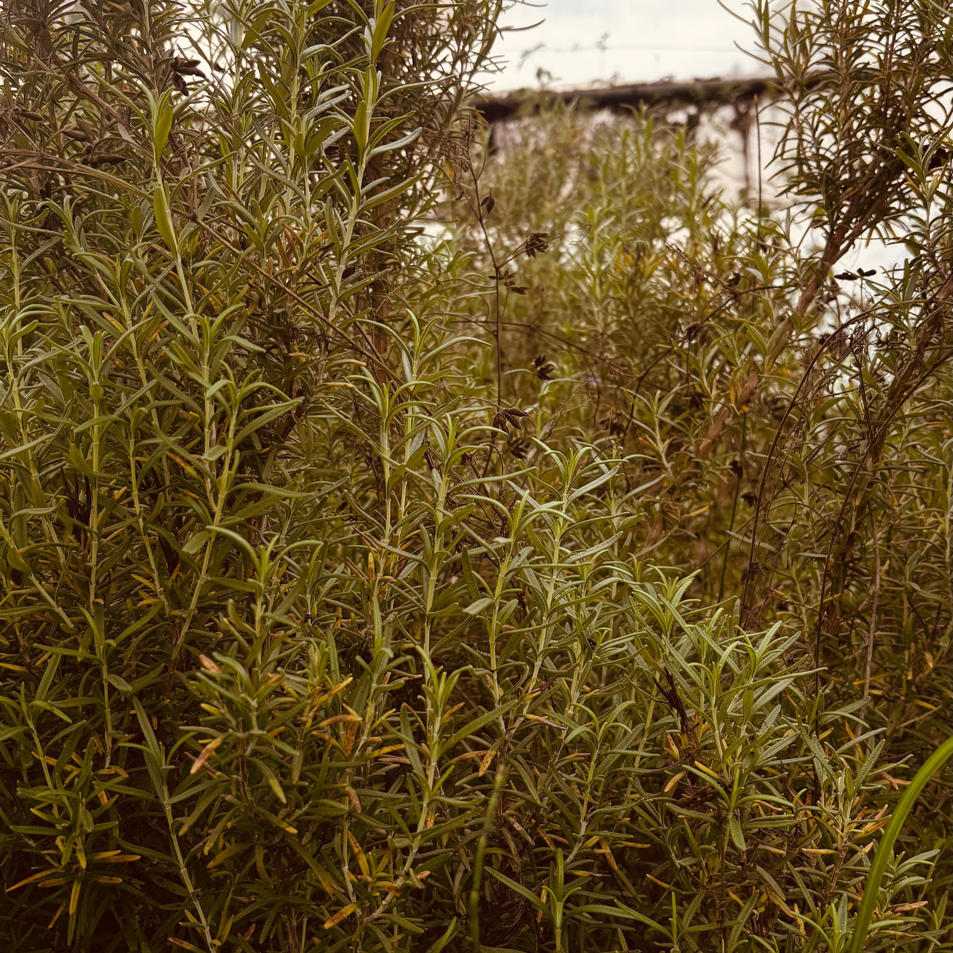 Rosemary growing in Nesta Botanicals Dharamsala