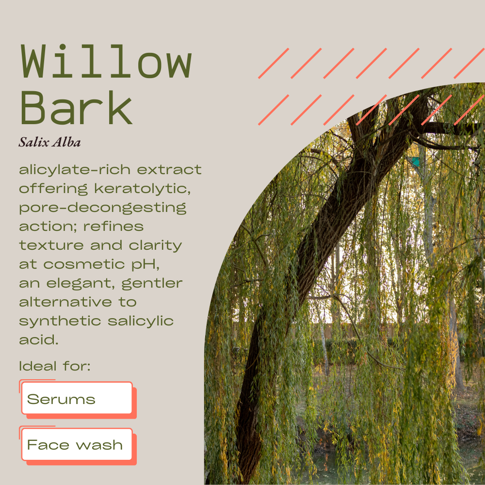 White willow (Salix alba) bark used for salicylate exfoliation Nesta Botanicals